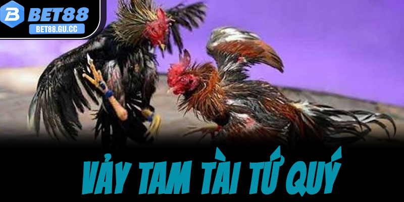Vảy tam tài tứ quý là gì? Bí kíp nhận biết gà quý hiếm