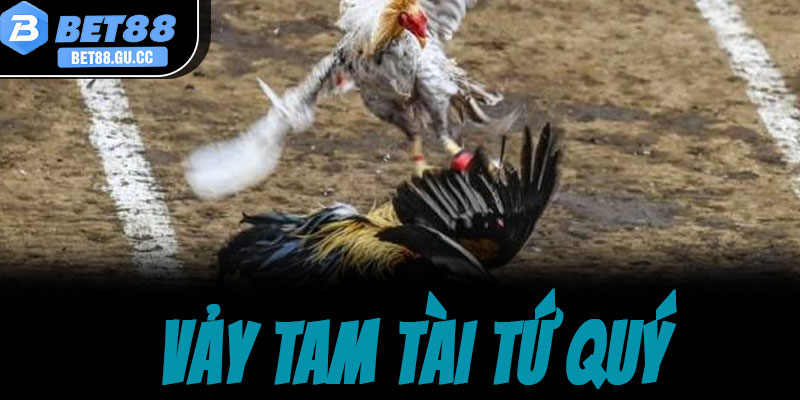 Bí quyết tuyển chọn gà chọi tài năng kết hợp cùng vảy tam tài tứ quý